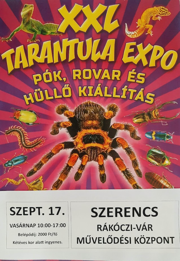 XXL Tarantula Expo